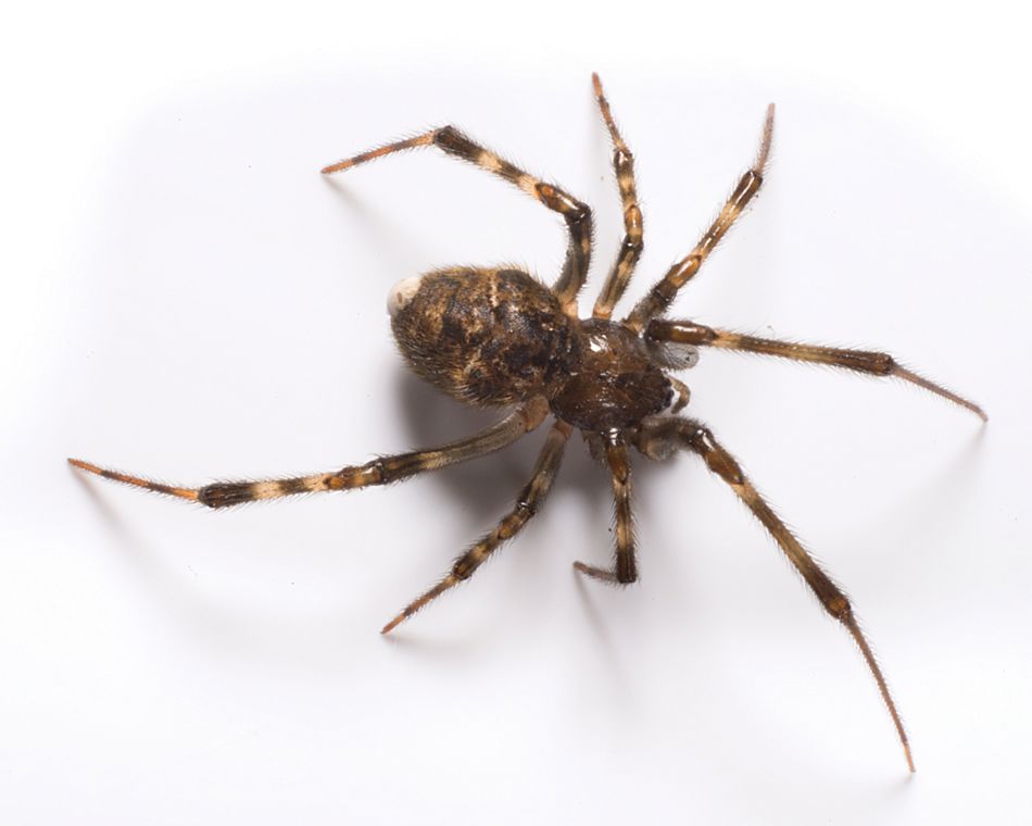 Standard JPG-Spider_Photography_Image3.jpg