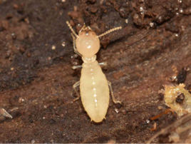Formosan Termite Worker 2 1