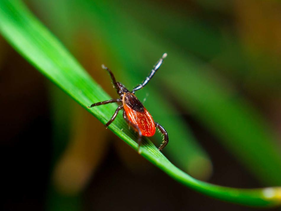 Blacklegged Female On Grass No Text