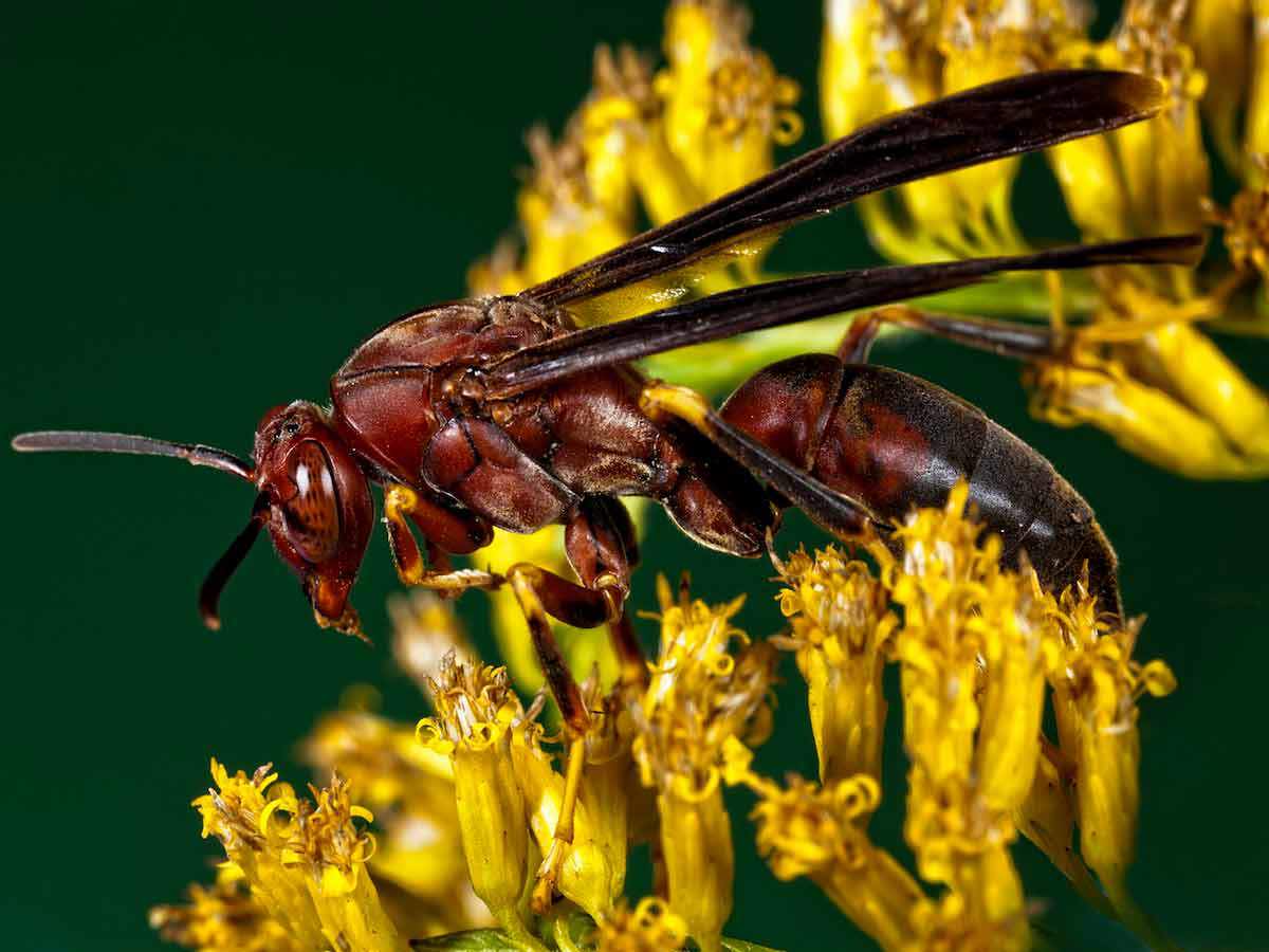 Paper Wasp1