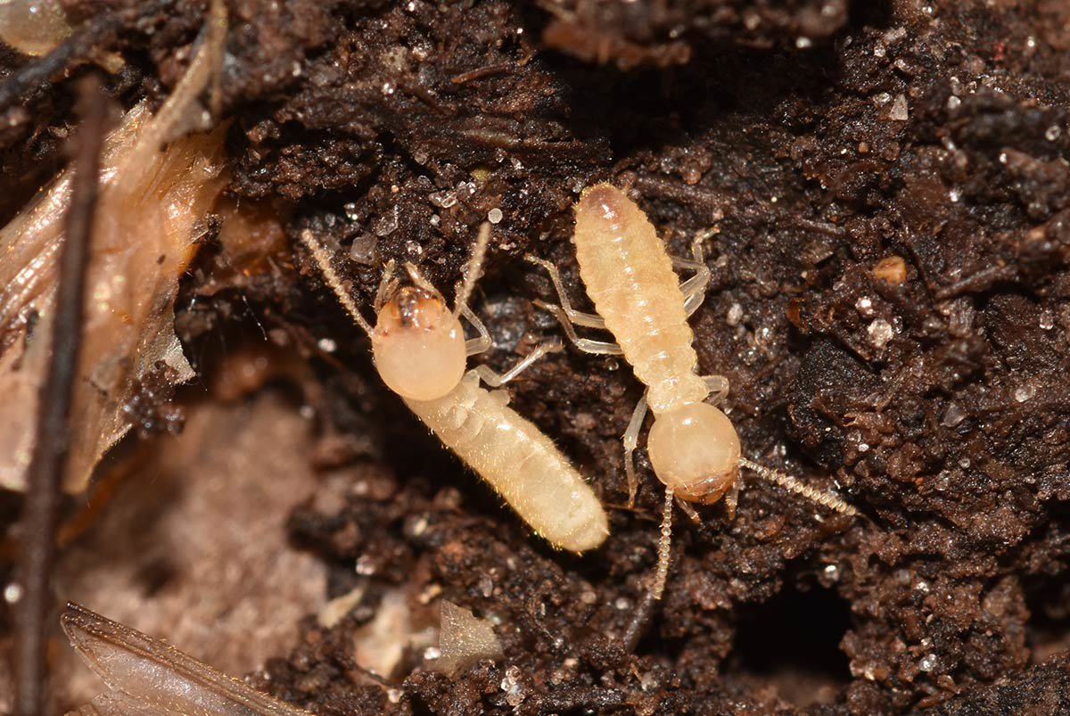 Formosan Termite Workers 2