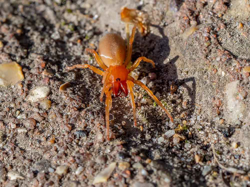 Woodlouse Spider On Ground