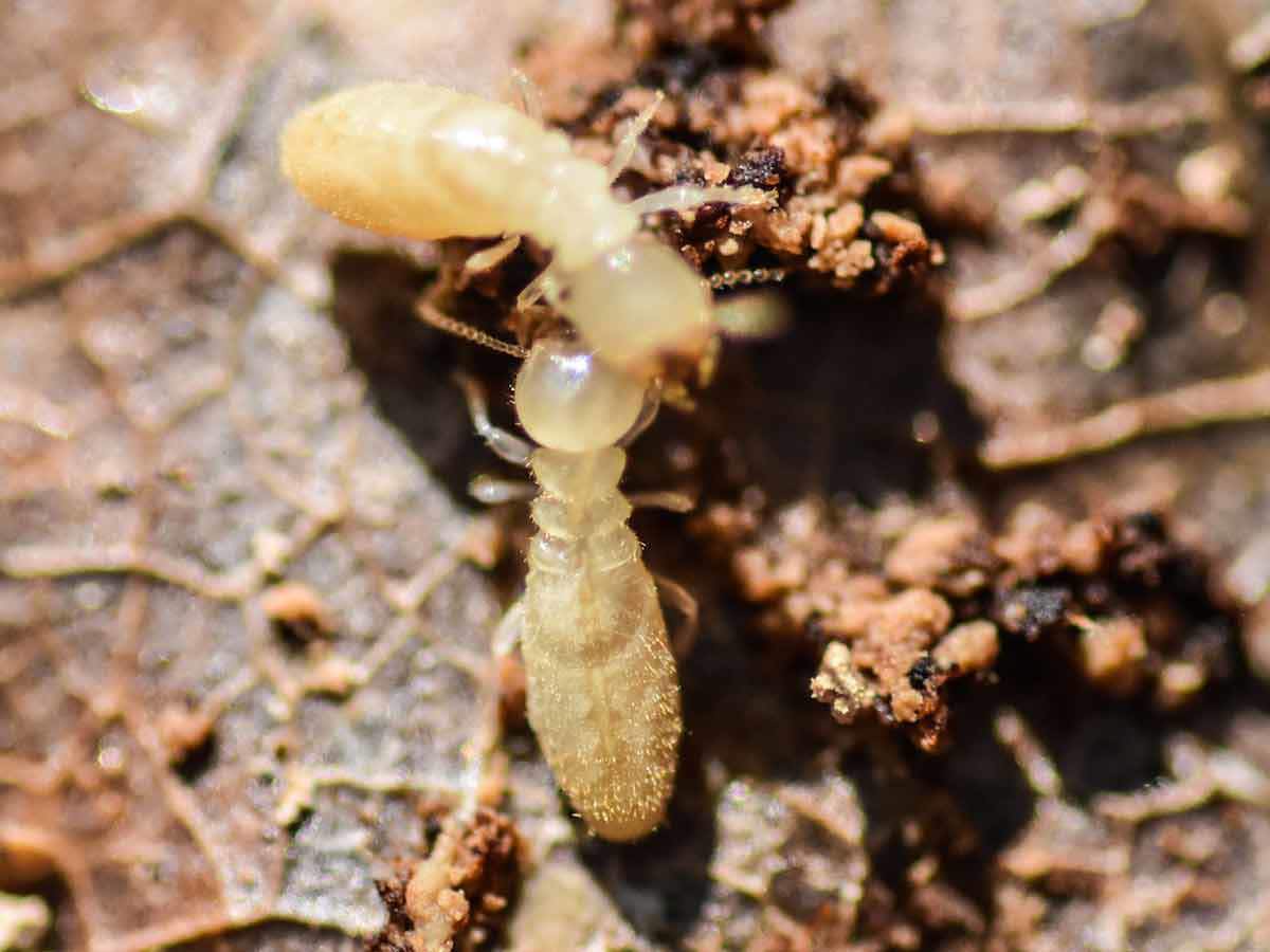 Pair Of Subterranean Termite Workers