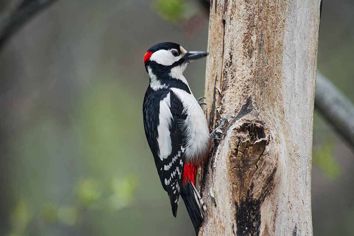 Shutterstock 1727293330