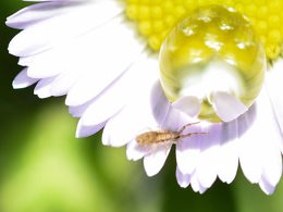 Springtail On Flower