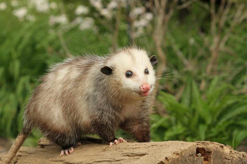 Nuisance Wildlife Pest Control - Nuisance Pest Removal