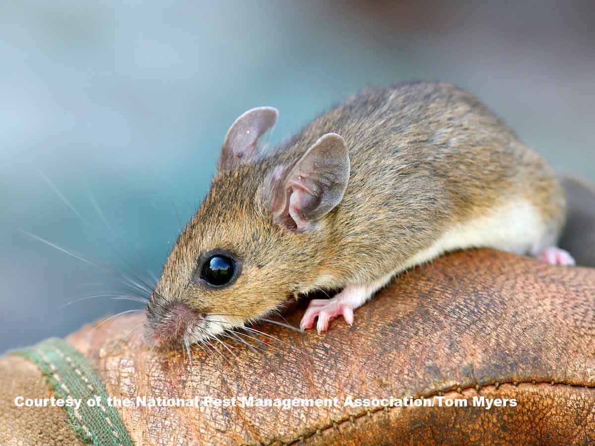 Deer Mouse 2