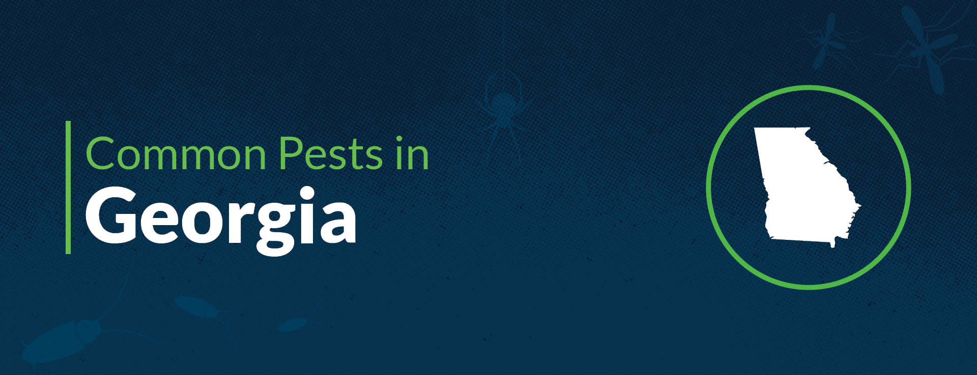 Ga Insects List of Common Pests & Insects in Georgia | Insect Identification