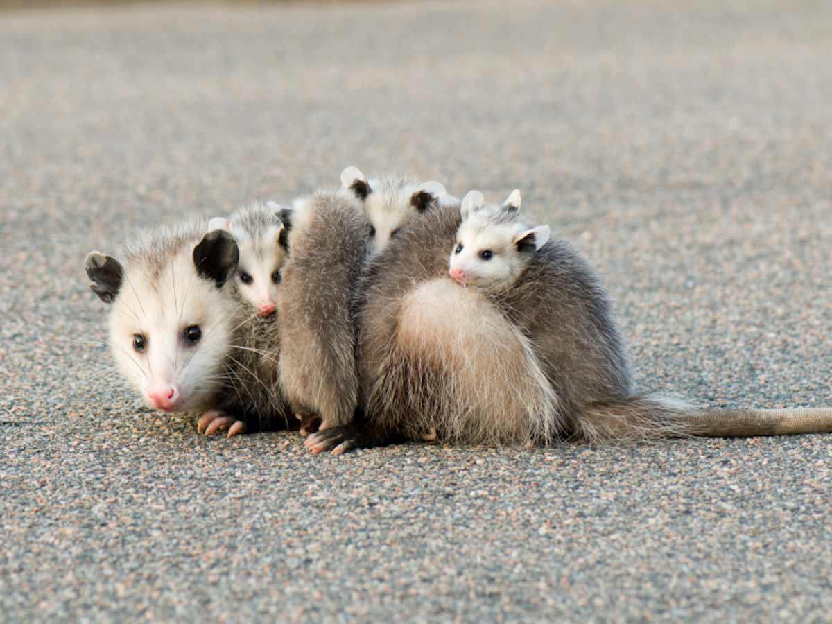 Opposum