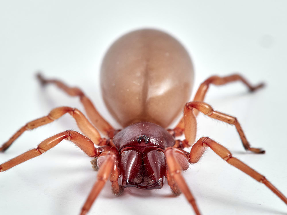 Woodlouse Spider