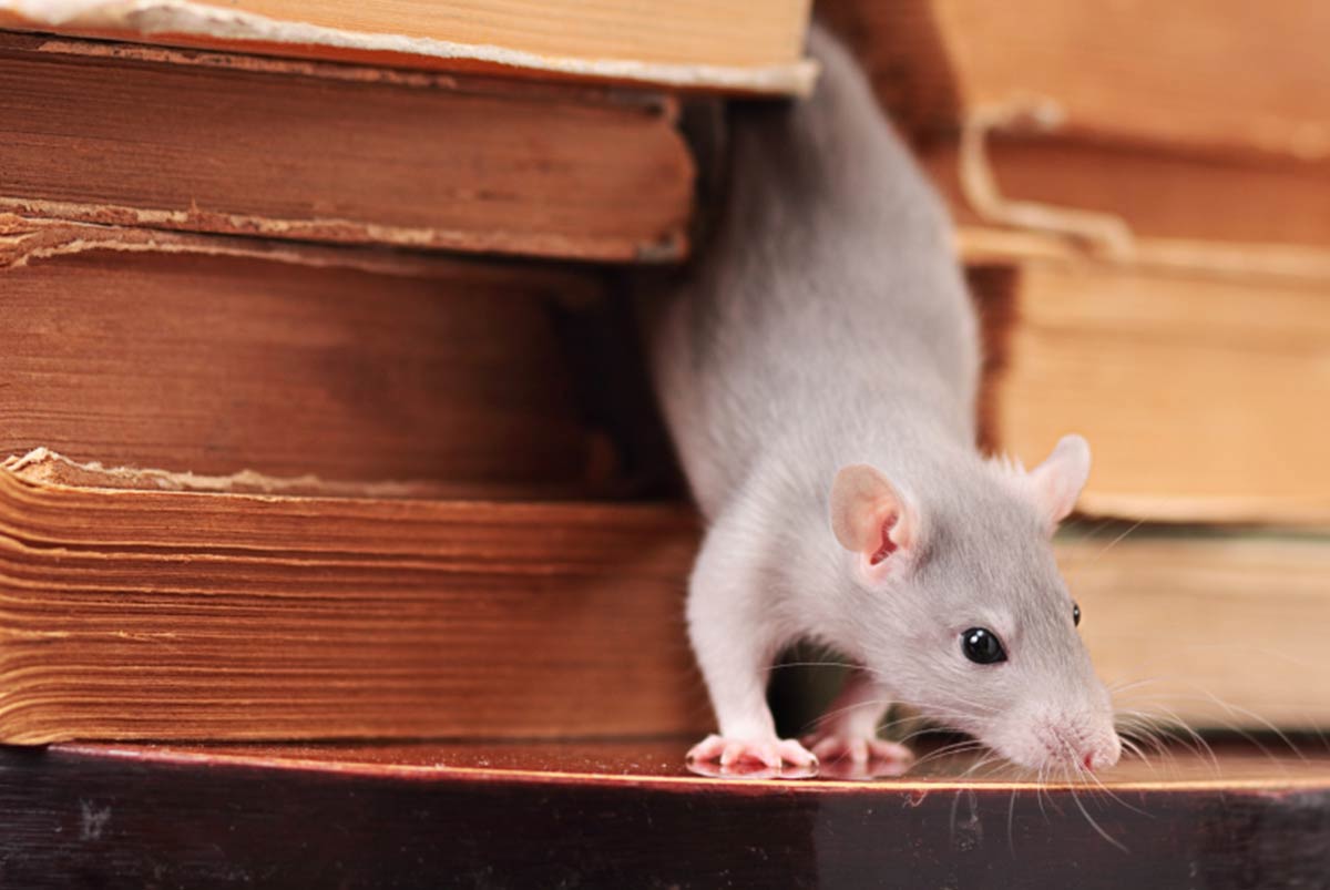 Rats, Mice, Everywhere! How to Keep Them Out of Your Home