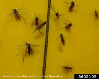 David Cappaert, Bugwood.Org (1)