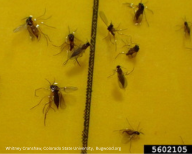 David Cappaert, Bugwood.Org (1)