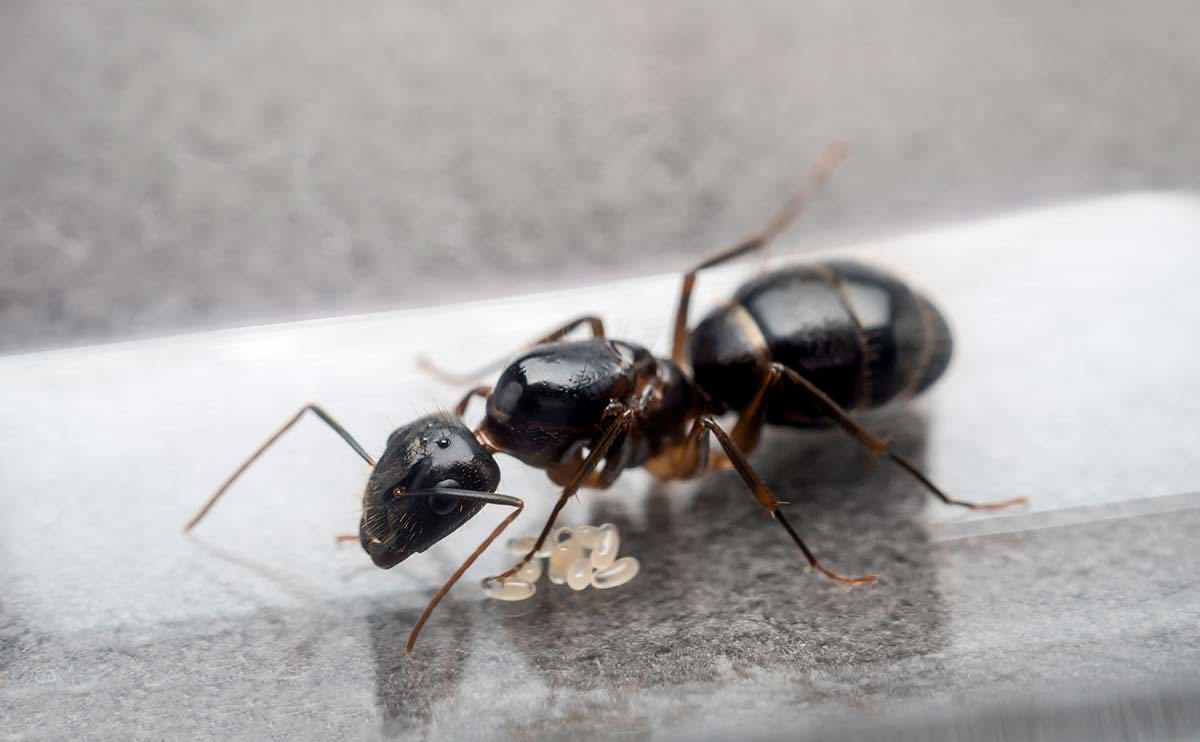 Ant Control Services