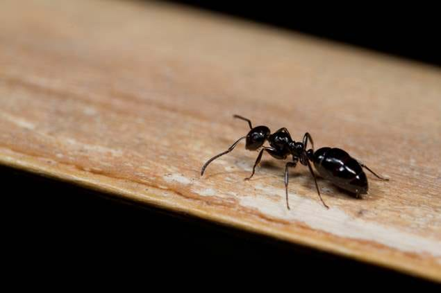 Little Black Ants: Get Rid of Little Ants in Your House