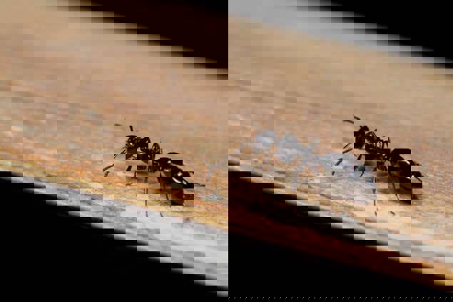 Little Black Ant