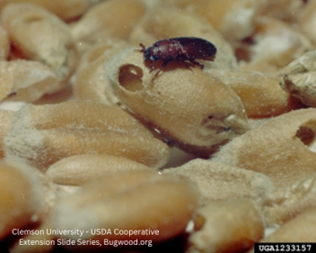 David Cappaert, Bugwood.Org Copy