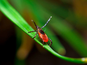 Blacklegged Female On Grass No Text
