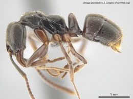 Asian Needle Ant (1)