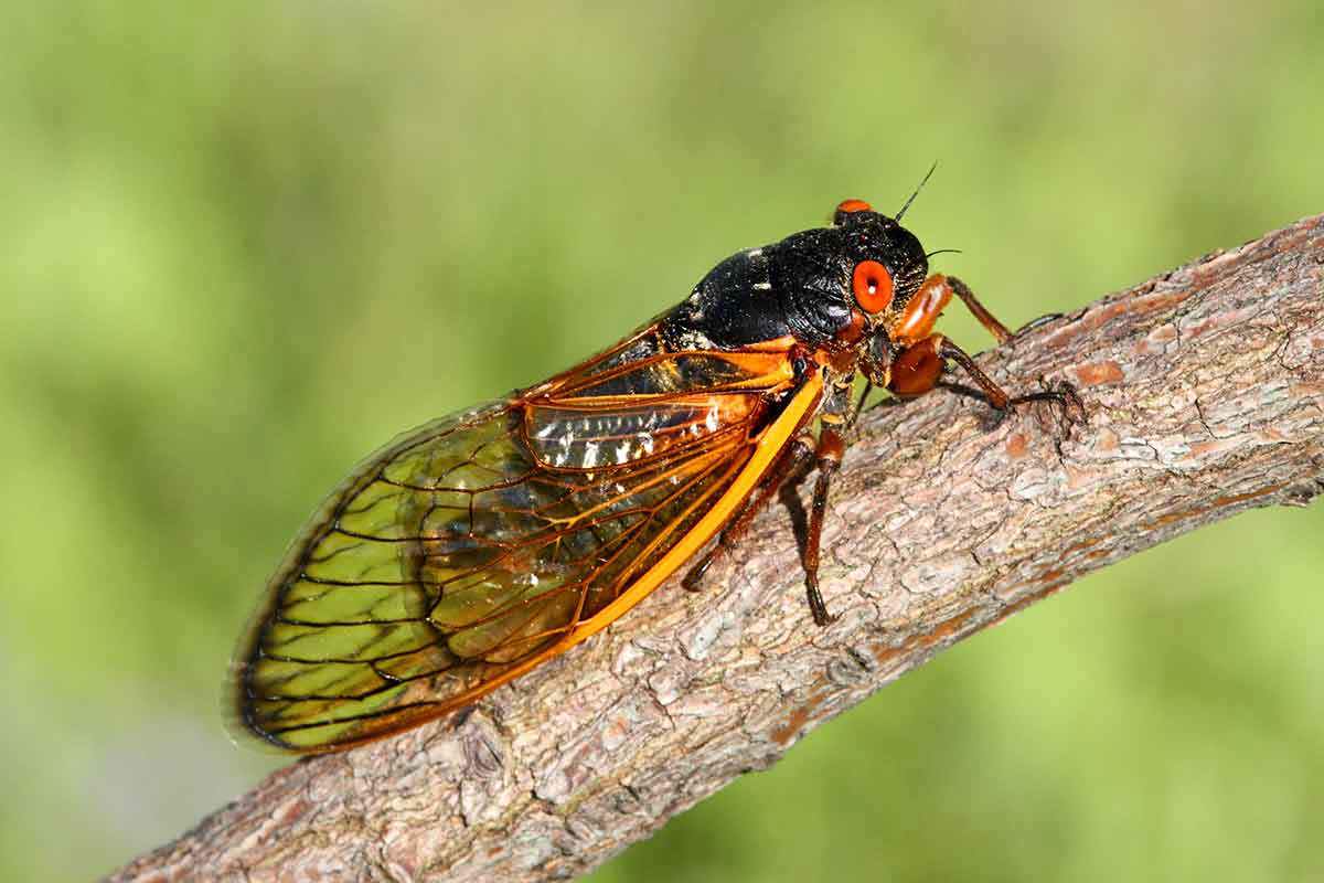 Cicada