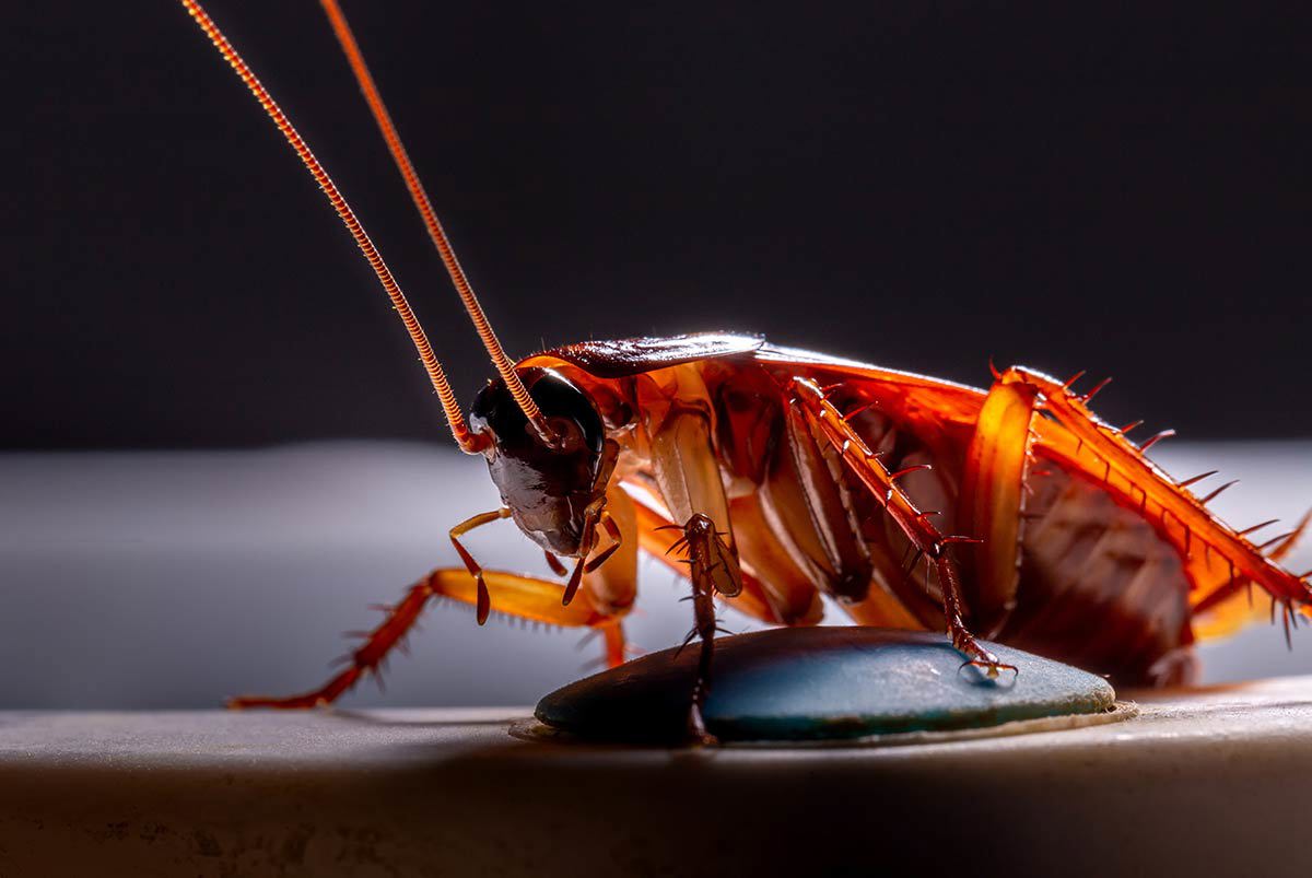 Prevent Pesky Pantry Pests Adobestock 303123207