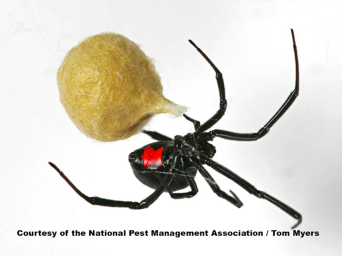 Black Widow Spider With Egg Sac Xv2n6128